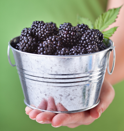 Blackberries in a small metallic bucket held in woman hand - closeupの写真素材