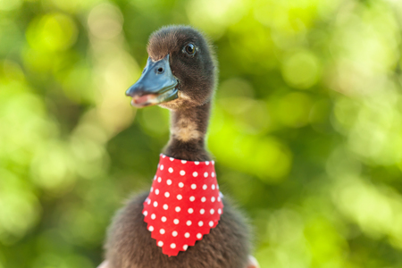 Cute black ducling with elegant red scarf - looking in the camera - copy spaceの写真素材