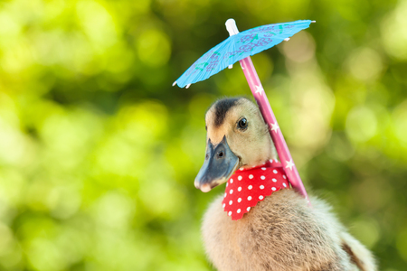 Elegant duckling with red scarf and umbrella on blurry green backgroundの写真素材