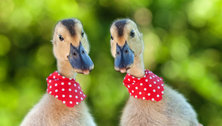 Two cute ducklings with red scarves looking curiously at the camera - on blurry green backgroundの写真素材