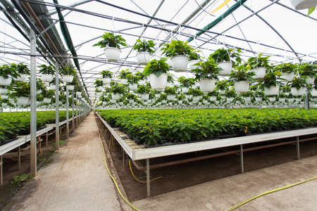 Poinsettia flowers growing in heated greenhouse - waiting to turn red for the holidays seasonの写真素材