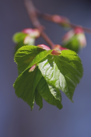 Dream of springの写真素材