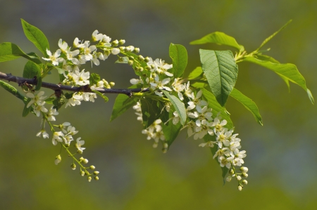 Bird-cherry treeの写真素材