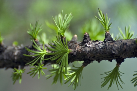 Bbranch of larchの写真素材