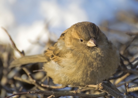 Life of sparrowsの写真素材