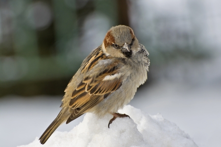 Life of sparrowsの写真素材