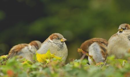 Sparrowsの写真素材
