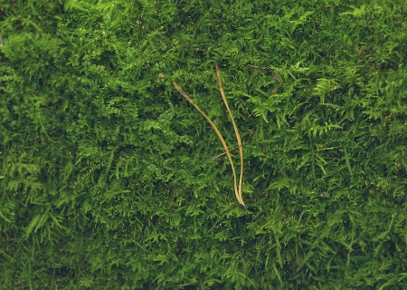 Forest carpetの写真素材