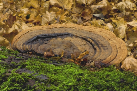 Mushroom tinder fungus  Ganoderma lipsiense 