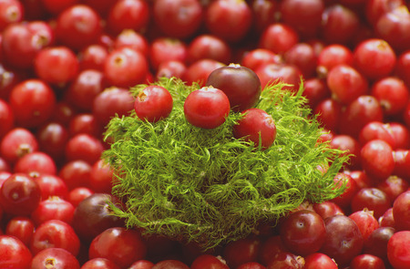 Fresh red cranberries and moss