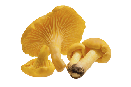 Chanterelle mushrooms on a white backgroundの写真素材