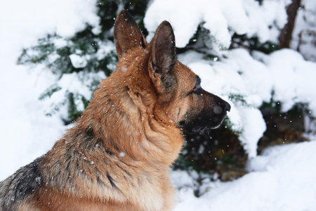 German Shepherd sits in winter snow forest and looks at nature and snowflakes. Portrait of shepherd dog in close up of festive New Years forest near fir tree strewn with fresh snow.の写真素材