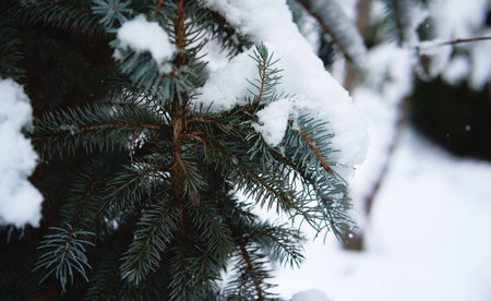 Spruce branches are covered with soft white freshly fallen snow, beautiful winter nature in forest....