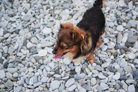 Charming red brown mongrel with white fluffy breast sits on beach on rocks and smiles. Cute little...