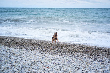 German Shepherd black and red color dressed in harness and muzzle runs on beach next to blue sea and enjoys life and breathes fresh air. Active games with dog in nature.の写真素材