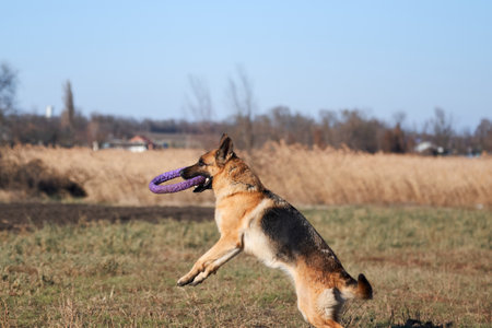 German shepherd black and red color jumps and catches toy blue puller with teeth. Active games with dog in fresh air in Park, German shepherd working breeding in good shape.の写真素材