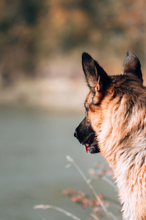 Purebred dog on the background of a yellow autumn forest, high-quality photo of the dog for a screensaver or calendar. Portrait in profile of a black and red German shepherd dog.の写真素材