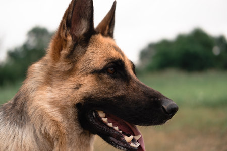 Portrait of a German shepherd. The Sheepdog stuck out its tongue. Dog walks in nature. Black and red...