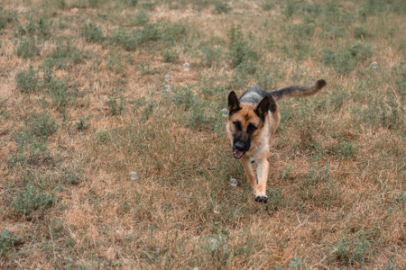 A German shepherd plays with soap bubbles. The dog catches soap bubbles with its mouth, games with the dog in nature, in the fresh air. Active German shepherd. Black and red thoroughbred dog.の写真素材