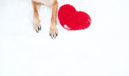 Paws of German Shepherd of red color on snow with large soft toy red heart. Valentines Day card with dog on white background.の写真素材