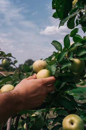 A person collects green apples from a tree with one hand. Farming and gardening. The gardener...