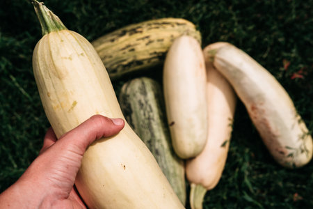 Delicious and healthy raw vegetables from the garden, organic vegetarian food. Hold in hand a freshly plucked ripe zucchini from the garden.の写真素材