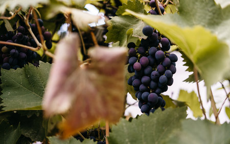 Ripe red grapes hang in a cluster on a green vine in the vineyard. Black maiden grapes, large bunch....