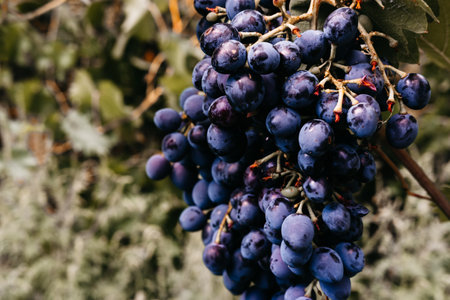 Grapevine close-up. Ripe red grapes hang in a cluster on a green vine in the vineyard. Black maiden grapes, large bunch. Delicious and healthy fruits, fresh autumn harvest.の写真素材