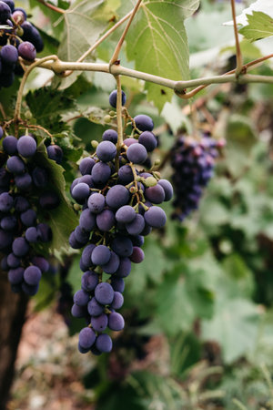 Ripe red grapes hang in a cluster on a green vine in the vineyard. Black maiden grapes, large bunch....