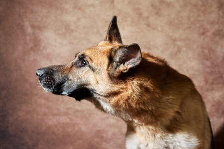 German shepherd catches food on brown studio background. Emotional shots with close up portrait of dog. Adorable pet dog eats dry food and poses.の写真素材