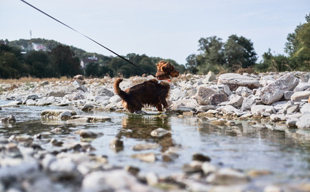 Charming little brown and white dog mongrel bathes in mountain cold river at shallow depth and...