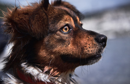 Portrait of cute little brown mutt with kind yellow eyes. Charming fluffy dog without breed close up. Walk with pet in fresh air.の写真素材