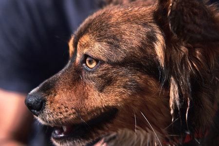 Portrait of cute little brown mutt with kind yellow eyes. Charming fluffy dog without breed close...