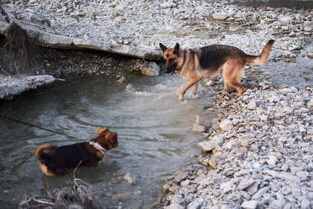 Adult black and red German Shepherd dog plays in water with friend small brown puppy mongrel. Dog...