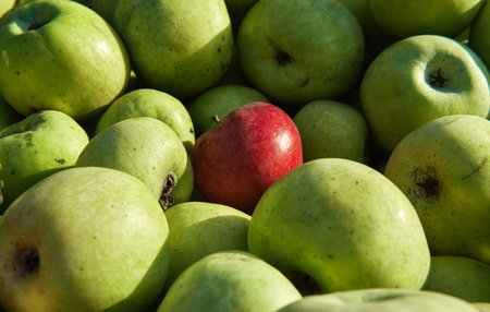Green large apples of Granny Smith variety freshly picked from garden trees and lone red apple among others. Large background or splash screen with fruit. Lots of fresh raw apples.の写真素材