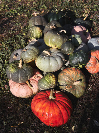 Many ripe freshly picked pumpkins of different colors and sizes lie on grass in garden on bed. Main...