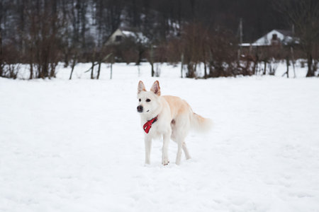 Half-breed shepherd and husky stands in snow in beautiful red collar and looks into distance....