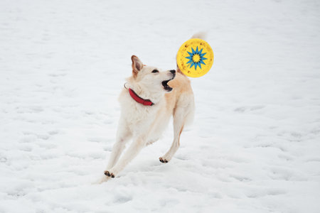 Half-breed shepherd and husky jumps for yellow throwing disc. Adorable white fluffy pet dog with red...