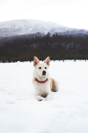 Half-breed shepherd and husky light red color lies against background of snow-covered high mountains and looks into distance. Adorable white fluffy pet dog with red collar walks in winter snow park.の写真素材