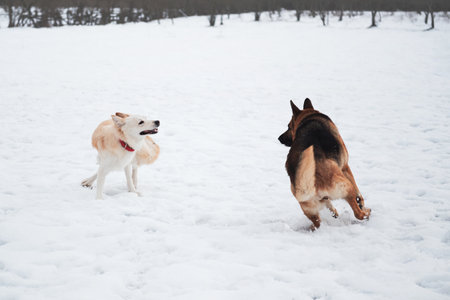 German Shepherd black and red and white half breed shepherd run on snowy field in winter and play...