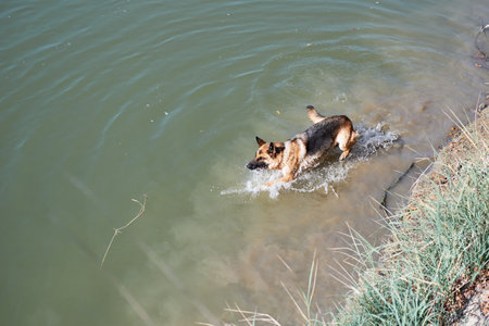 German Shepherd dog swims in pond and enjoys life. Walk with dog in fresh air near pond in warm weather.の写真素材