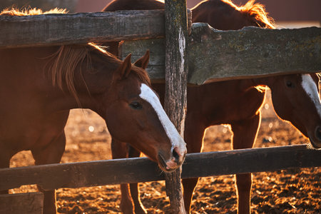 Two beautiful brown thoroughbred horses stand behind wooden paddock and look with intelligent eyes....