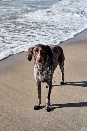 German shorthair breed of hunting dogs. Close up portrait of Kurzhaar. Walk with dog in fresh air in...