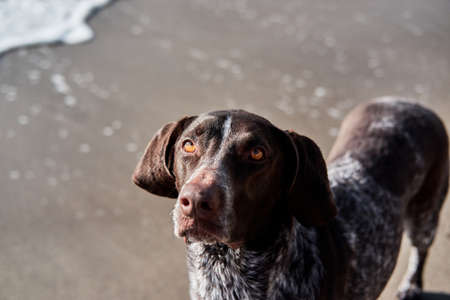 German shorthair breed of hunting dogs. Close up portrait of Kurzhaar. Walk with dog in fresh air in nature. Dog stands on sand on beach.の写真素材