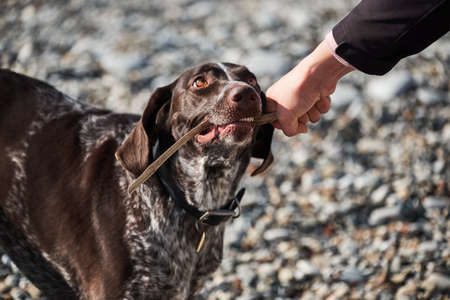 Charming kurzhaar. Shorthaired pointer plays in stick with his man. Beautiful sporty hunting dog breed brown with white spots and intelligent eyes nibbles on stick.の写真素材