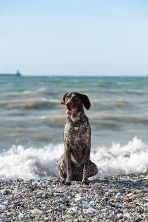 Portrait of charming Kurzhaar brown with white spots on background of sea. Dog is short haired hunting dog breed with drooping ears. Walk in fresh air with pet.の写真素材