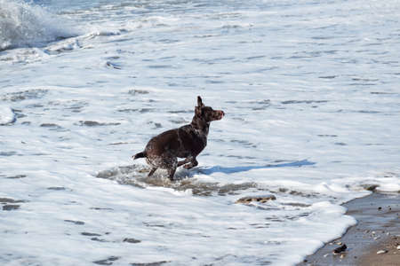 Dog is short haired hunting dog breed with drooping ears. Walk in fresh air with pet. Brown...