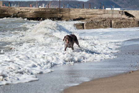 Dog is short haired hunting dog breed with drooping ears. Walk in fresh air with pet. Brown shorthaired pointer walks on sandy beach on background of waves.の写真素材