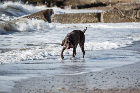 Dog is short haired hunting dog breed with drooping ears. Walk in fresh air with pet. Brown...