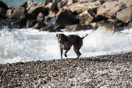 Dog is a short haired hunting dog breed with drooping ears. Walk in fresh air with pet. Brown shorthaired pointer walks on pebbly shore of sea on waves.の写真素材